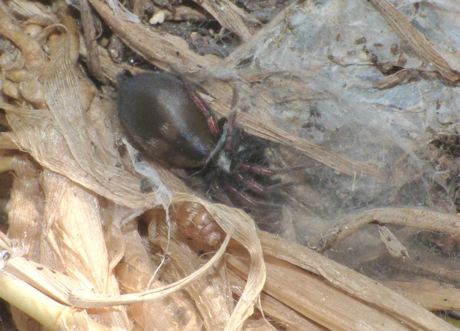 Gnaphosidae mai visto: Poecilochroa sp. - S. Teresa (OT)